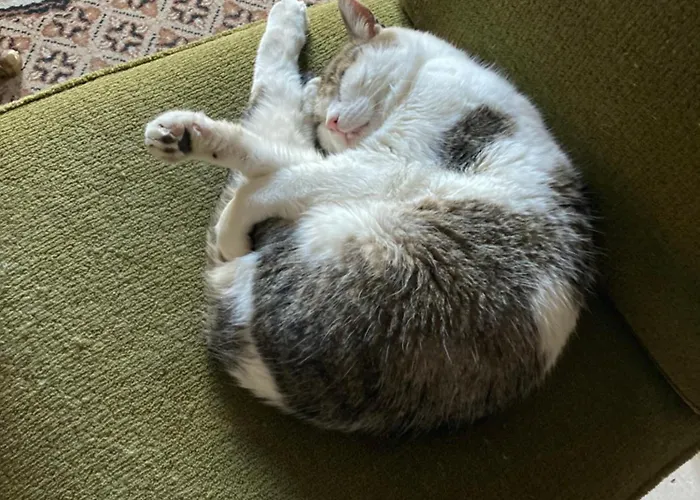 La Bastide De Cordes Vindrac-Alayrac